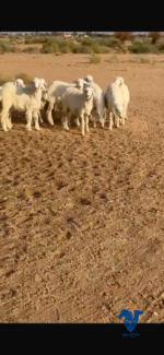 رخال كفو