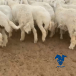 ذبايح فاخره جدا