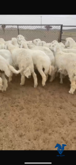 ذبايح فاخره جدا