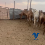 حشو طيبه
