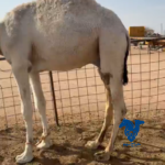 قعدان قصب
