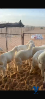 ⁦بهم كفو ذبايح⁩ - الصورة ⁦3⁩