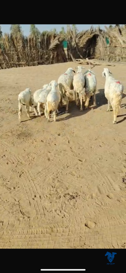 غنم خلفات