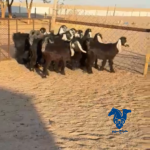 معزا عوارض صنف وطيبات وجذعات