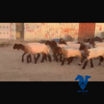 رخال كفو الي بياسس مراح