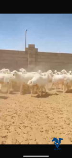 ⁦رخال طيبه⁩ - الصورة ⁦2⁩