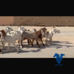 معزا