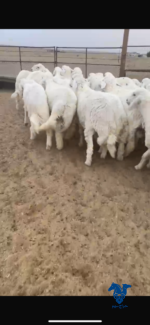 ⁦ذبايح فاخره جدا⁩ - الصورة ⁦2⁩