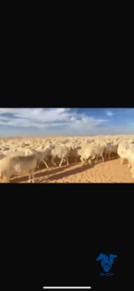 ⁦غنم مراح كامل صنف حرش⁩ - الصورة ⁦3⁩