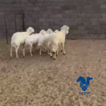 غنم طيبه