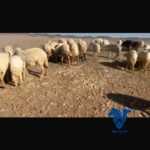 مراح كامل