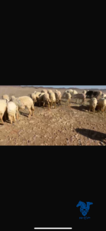 مراح كامل