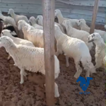 خرفان كفو