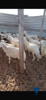 خرفان كفو