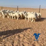 رخال حريات