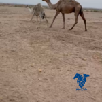 عشرا كفو