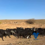معزا سرحه
