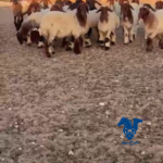ذبايح كفو