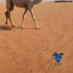 حقه حيسونيه