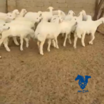 بهم طيب