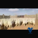 رخال