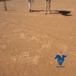 🔥قعود باتلي اوضح فاخرر جدا🔥