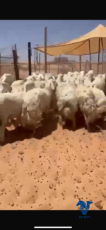 ⁦غنم صنف حرش⁩ - الصورة ⁦2⁩