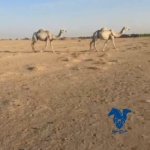نياق2