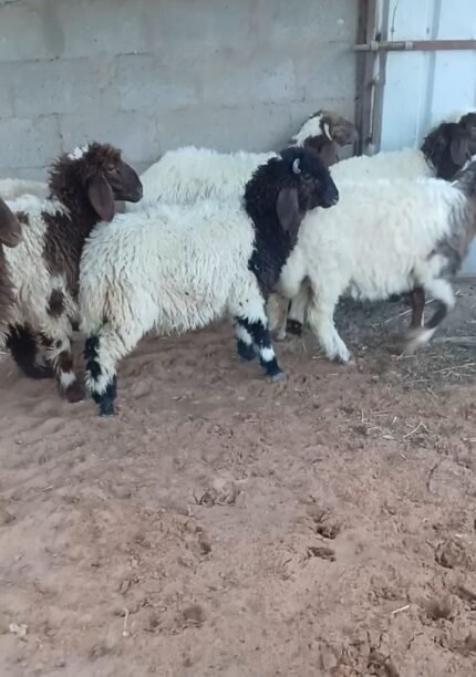 خرفان ورخال