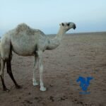 بكره غيثيه