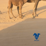 بكره كفو