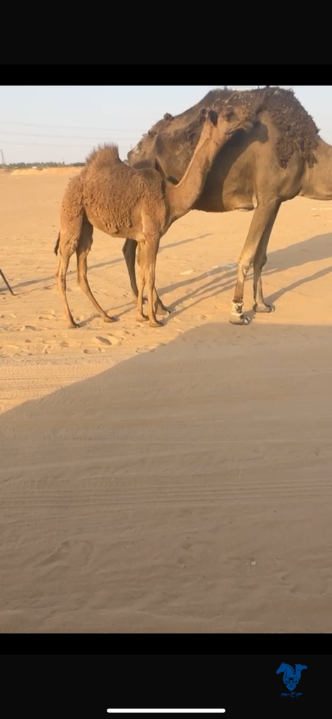 image_picker_017EE90A-1213-4D1D-8259-F44933FB5213-4389-0000009167308D47 بكره كفو - الصورة 1