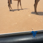 بكره كفو