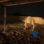 قعدان قصب