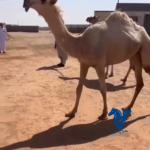 مفروده حيسونيه طيبه
