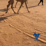 بكره كفو