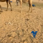 بكره كفو