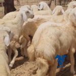 ذبايح طيبه