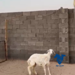 رخل جذعه