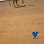 ناقه كفو