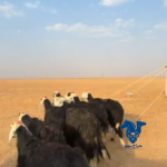 نجد دفيع كلها