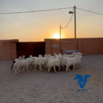 غنم مراح