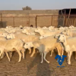 غنم حرش
