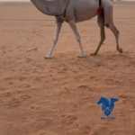 بكر طيبه