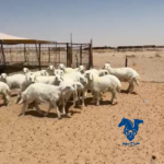 رخال