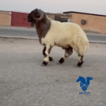 خروف كفو صنف