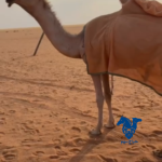 بكره طيبه جدا