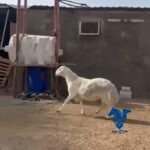 خروف طيب