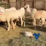 غنم حريات صنف