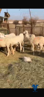 غنم حريات صنف